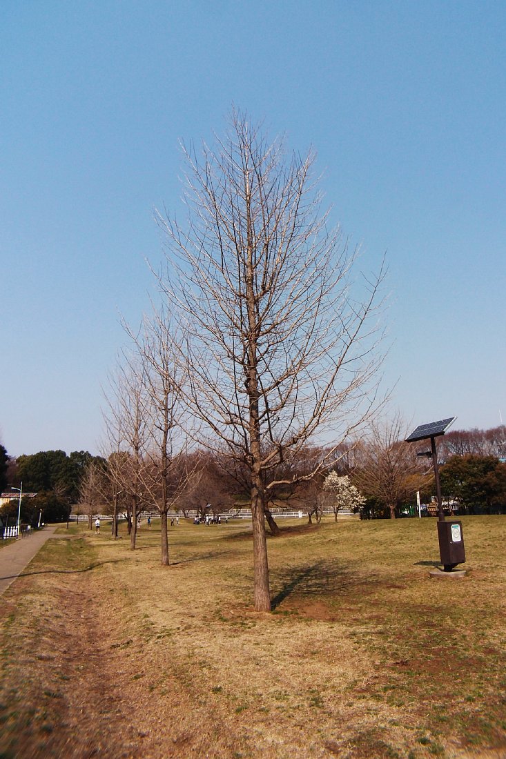 c0124795_7531132.jpg