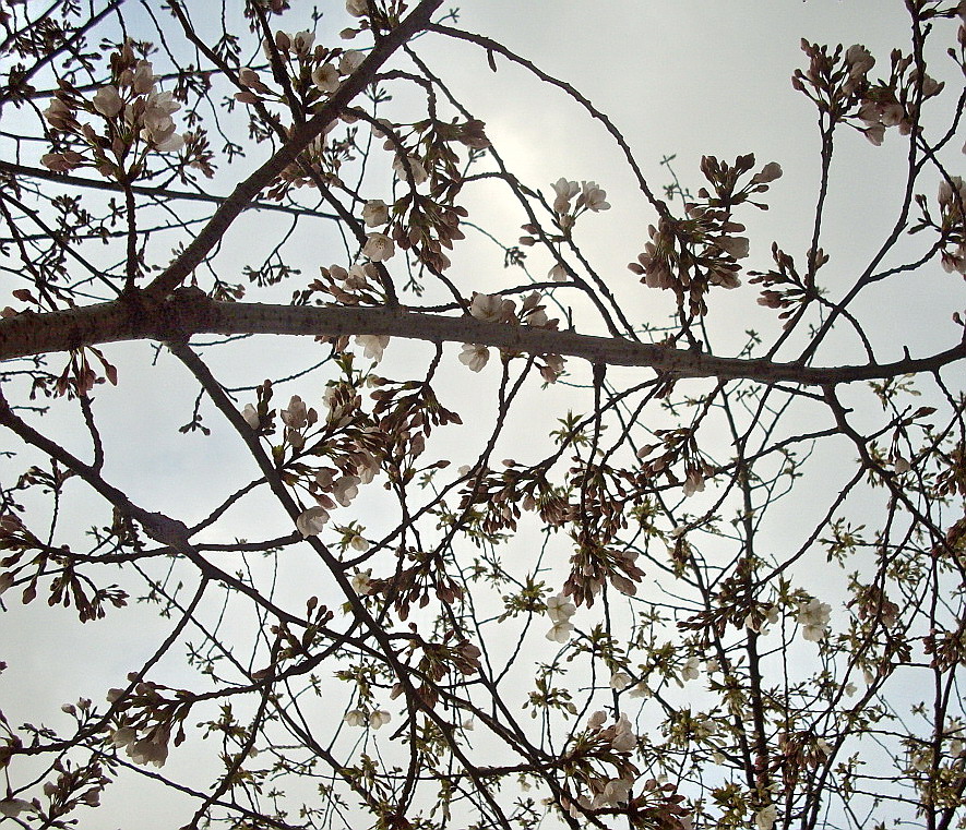 c0138198_1535830.jpg
