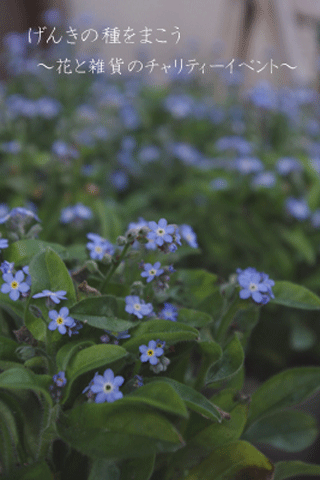 c0129702_1046862.gif