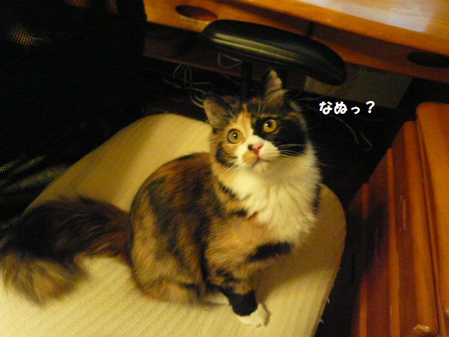 e0094407_1173742.jpg