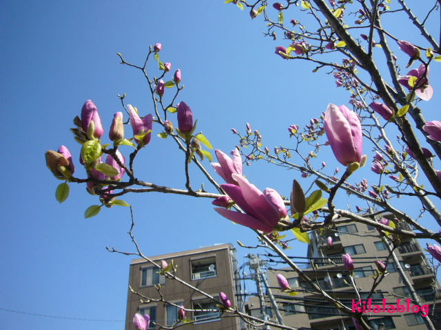 e0130008_22401424.jpg