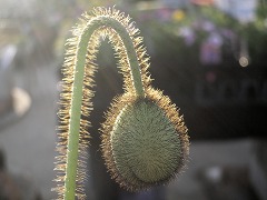 c0190010_20382534.jpg