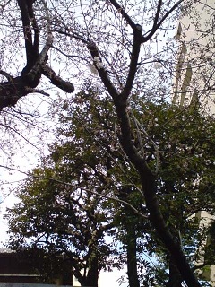 b0198033_20265075.jpg