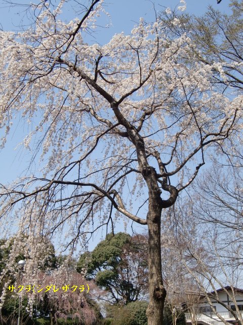 b0012636_5592436.jpg