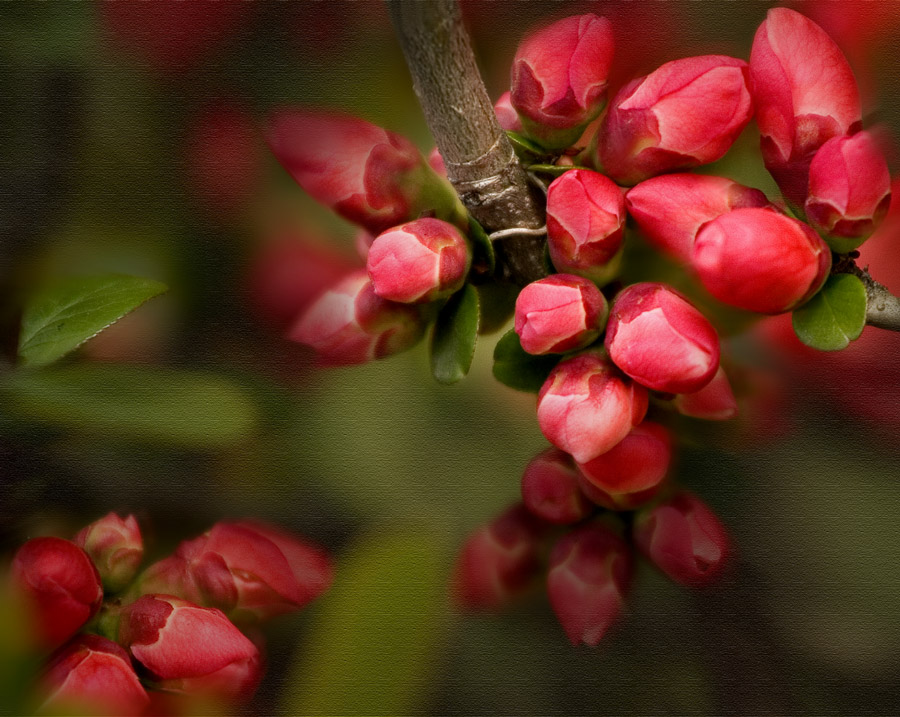 d0136836_1011424.jpg