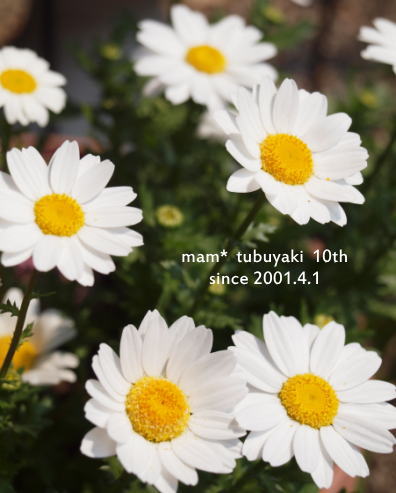 e0081339_1774452.jpg