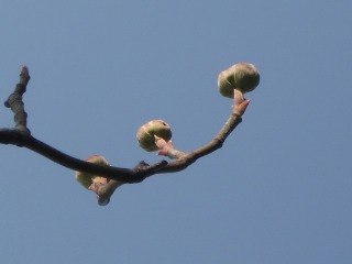 e0110940_9295643.jpg