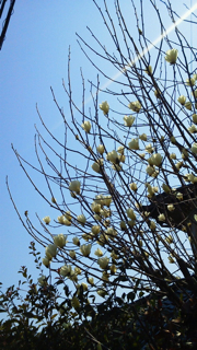 f0179947_1525676.jpg