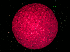 e0005548_062047.gif