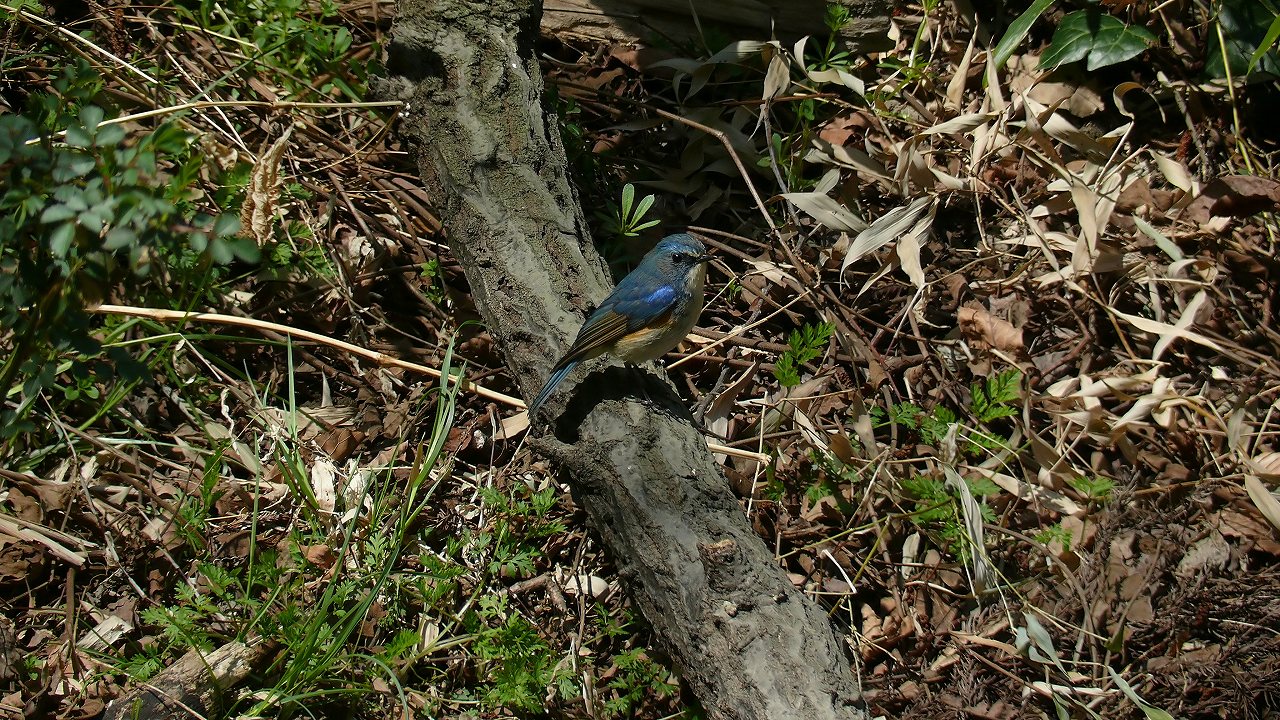 a0185081_20113865.jpg