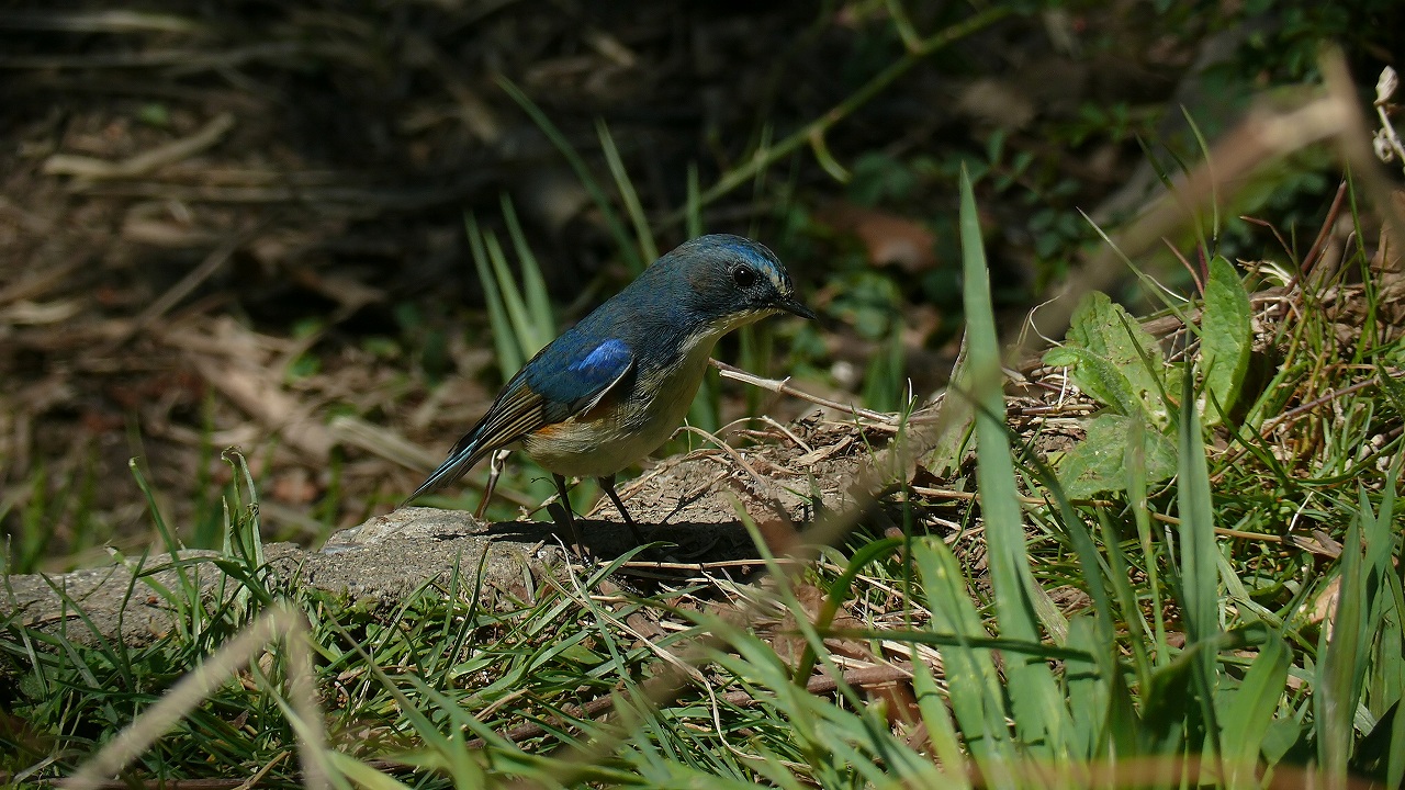 a0185081_20144073.jpg