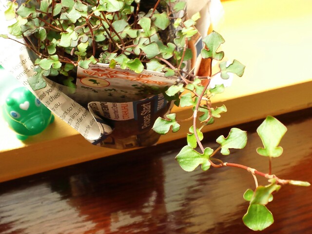 c0167793_107528.jpg