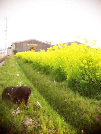 d0077603_065022.jpg