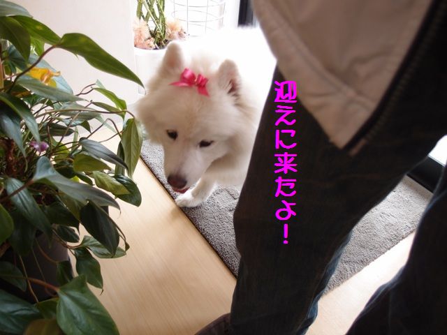 e0018604_1540223.jpg
