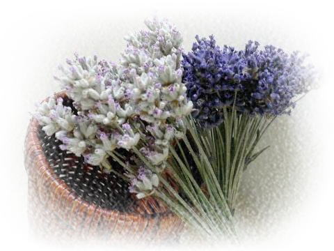 e0159905_2358891.jpg
