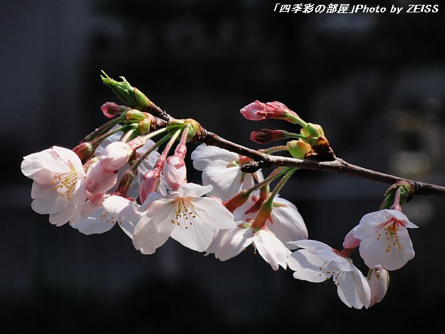 a0195032_18251823.jpg