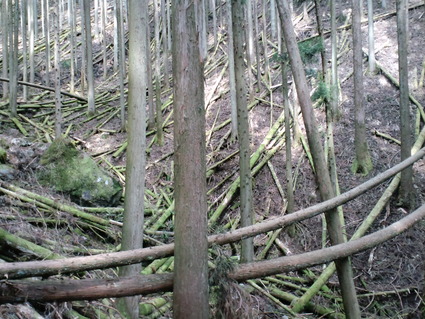 c0108034_1954340.jpg