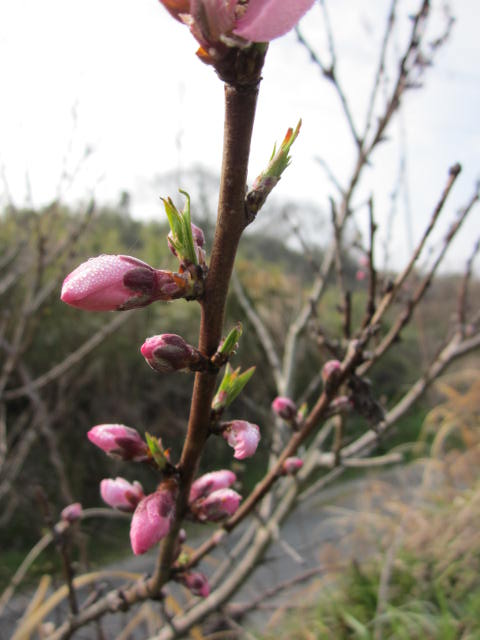 e0181260_20111763.jpg