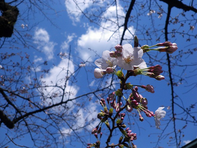 e0078069_5512298.jpg