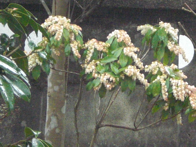 f0153475_1884980.jpg