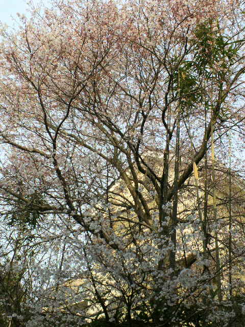 c0058978_1854462.jpg