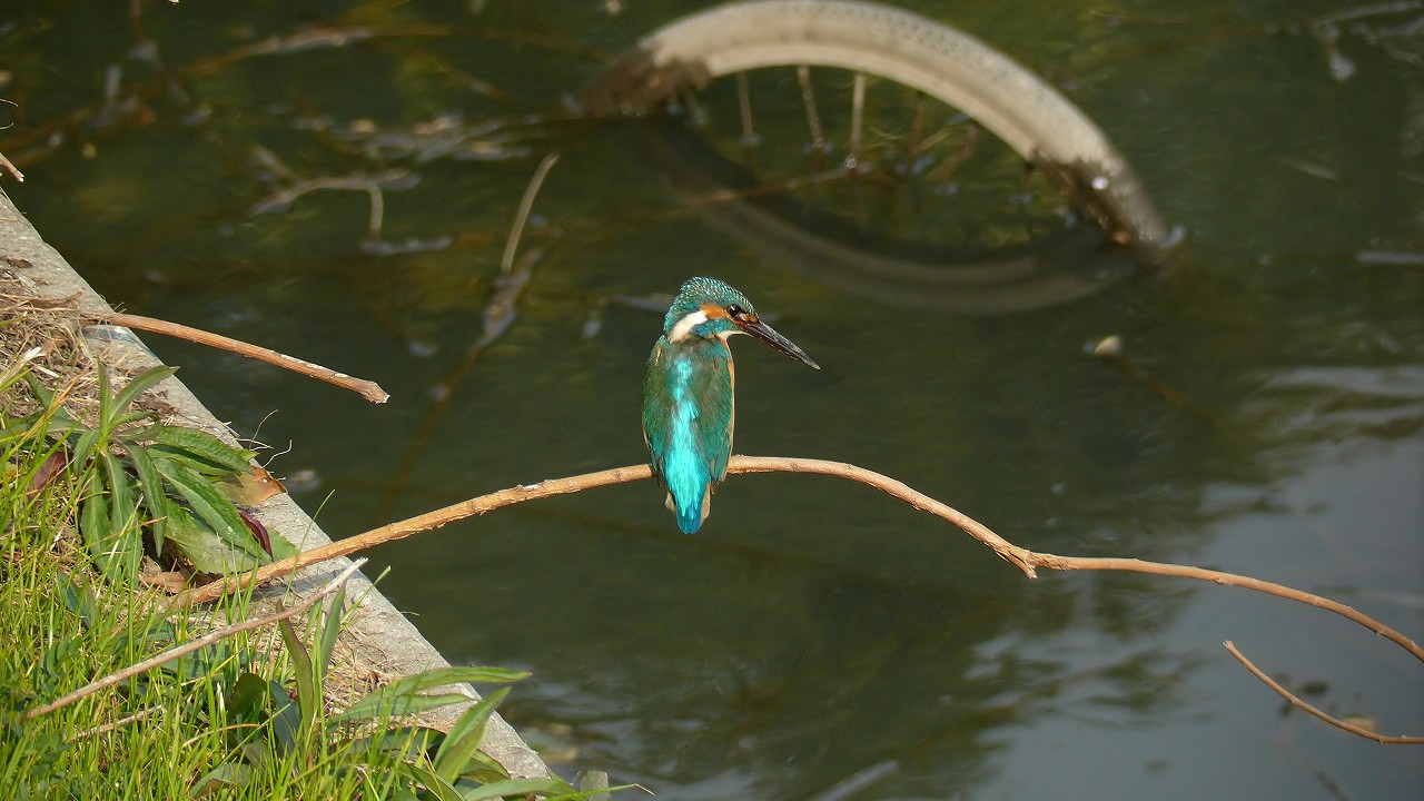 a0185081_160240.jpg