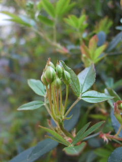 f0039281_003069.jpg