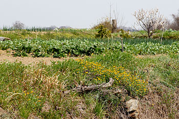 d0001300_9245956.jpg
