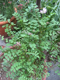 f0139520_2150117.jpg