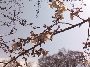 c0101739_1626134.jpg