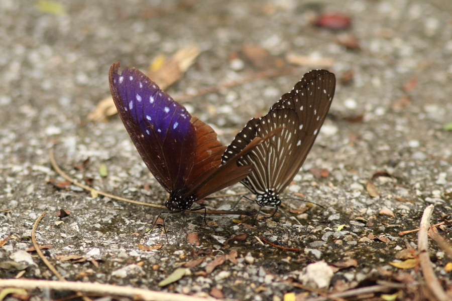 a0094850_17464849.jpg