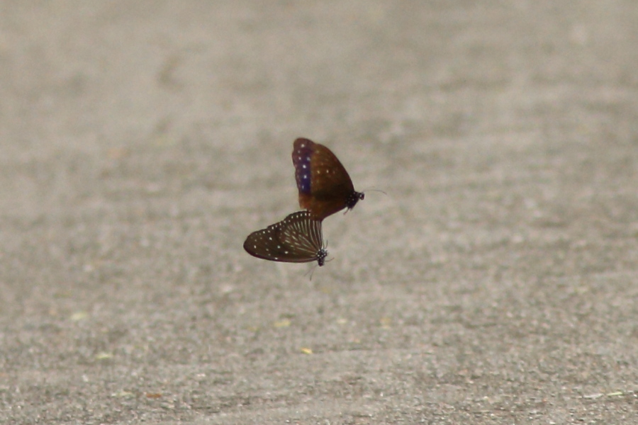 a0094850_1747595.jpg