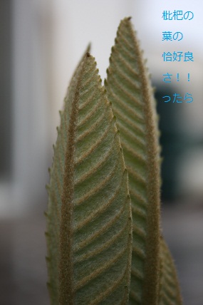 b0178169_15322215.jpg