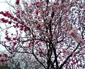c0014187_13211784.jpg