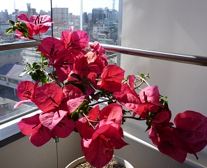 a0024829_204099.jpg