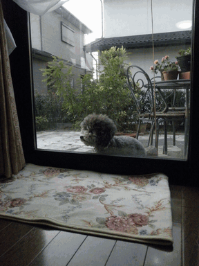 c0136736_23442333.gif