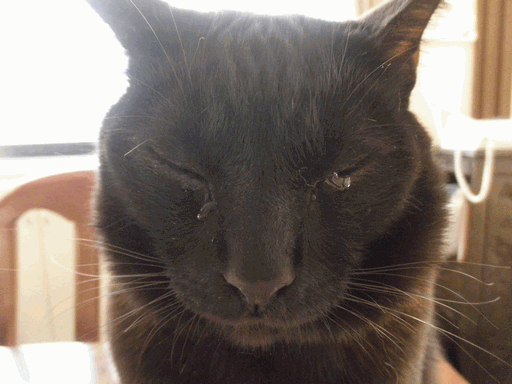 c0136736_23522367.gif