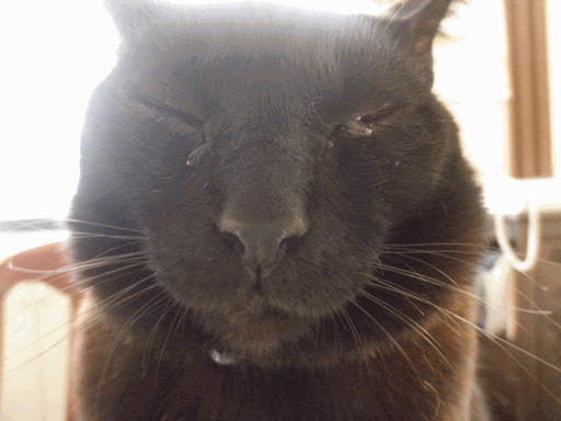 c0136736_23524445.gif
