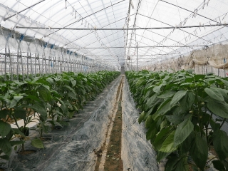 f0055264_127842.jpg