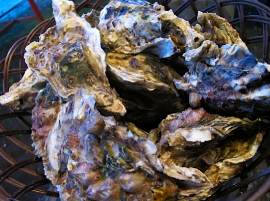 e0132881_225472.jpg