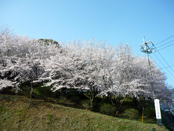 c0125283_950726.jpg