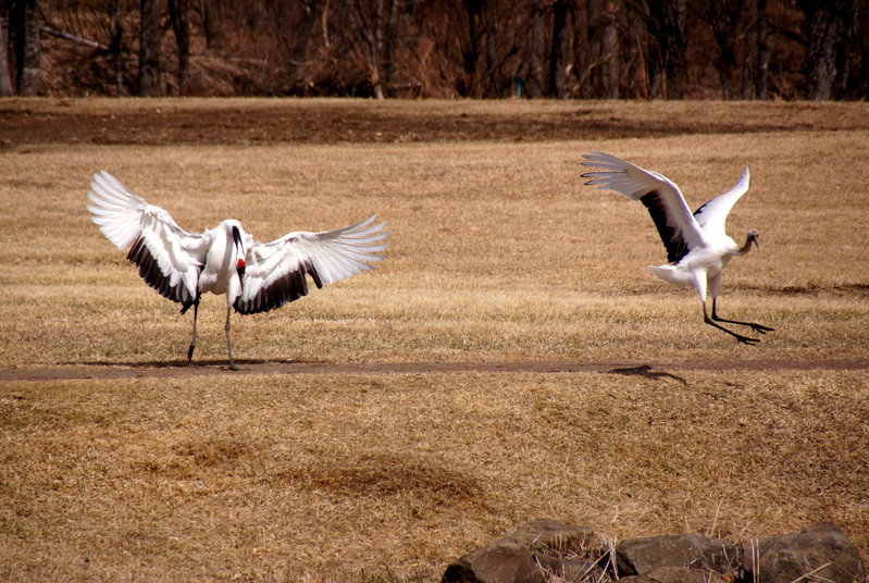 b0198789_20122517.jpg