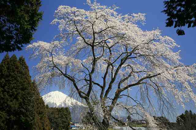 a0188405_231687.jpg