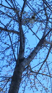 e0134907_1355571.jpg