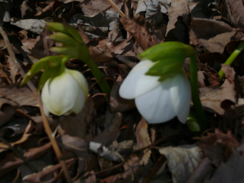 f0006208_9233520.jpg