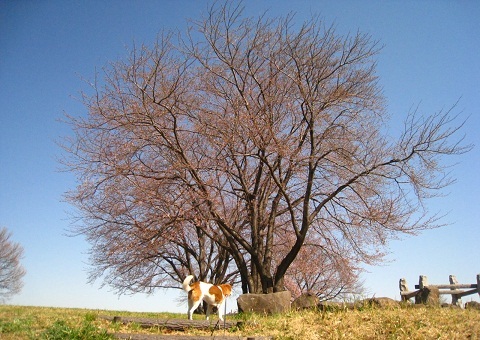 c0084117_17554885.jpg
