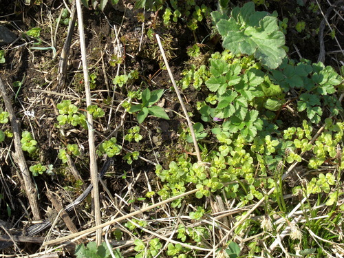 d0136122_9135580.jpg