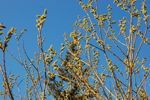 c0107129_1915498.jpg