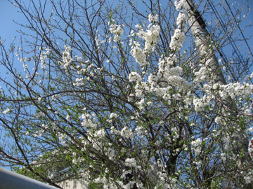 a0150850_20505691.jpg