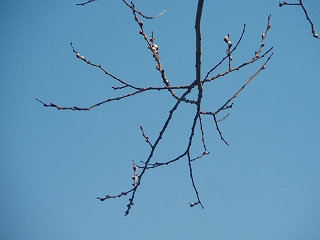 e0004756_20374669.jpg